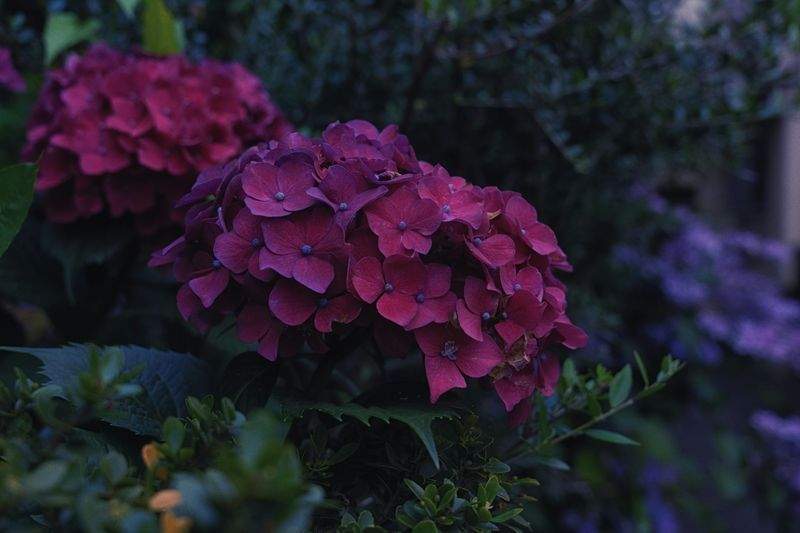 植栽計画と季節ごとの管理